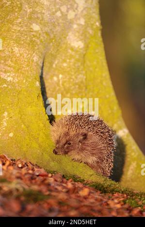 Igel (Erinaceus europaeus), der am Fuß eines Buchenbaums in Richtung Sonnenuntergang in Laubstreu forscht, Berwickshire, Schottland, April Stockfoto