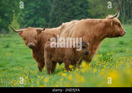 Highland Cow (Bos taurus) weibliche Kuh mit Kalb auf der Sommerweide, Berwickshire, Schottische Grenzen, Schottland, Mai 2014 Stockfoto