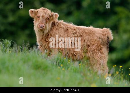 Kälber von Highland Cow (Bos taurus), in der Sommerwiese, Berwickshire, Schottland, Juni 2017 Stockfoto