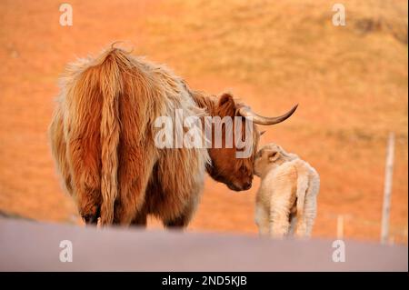 Highland-Kuh (Bos taurus), weibliche Kuh mit Kalb, Insel Mull, Inner Hebrides, Schottland, April 2008 Stockfoto