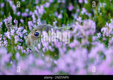 Mountain Hare (Lepus timidus) leveret in Heidekraut bei Abendbeleuchtung, Inverness-shire, Schottland, August 2016 Stockfoto