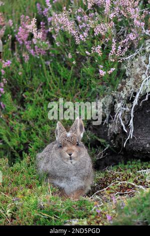 Mountain Hare (Lepus timidus) juvenile in braunem Sommermantel, Cairngorms Mountains, Cairngorm National Park, Schottland, Juli 2016 Stockfoto