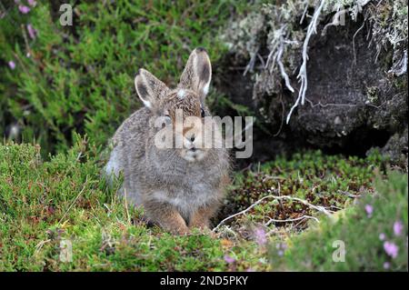 Mountain Hare (Lepus timidus) juvenile in braunem Sommermantel, Cairngorms Mountains, Cairngorm National Park, Schottland, Juli 2016 Stockfoto
