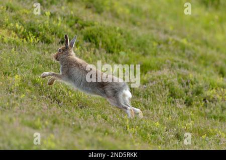 Mountain Hare (Lepus timidus) in braunem Sommerkittel, Cairngorms Mountains, Cairngorm National Park, Schottland, Juli 2016 Stockfoto