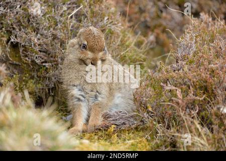 Berghasen (Lepus timidus) Jungtiere in braunem Sommermantel und mit Zeckenbefall, Cairngorms Mountains, Cairngorm National Park, Schottland, Mai Stockfoto