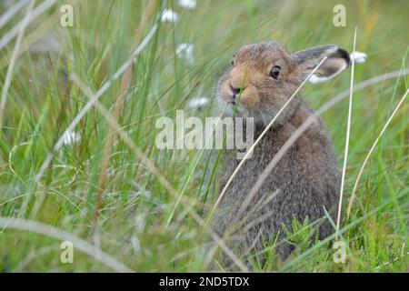 Berghasen (Lepus timidus), Jungtiere in braunem Sommermantel, Lammermuir Hills, Berwickshire, Schottland, Juni 2014 Stockfoto