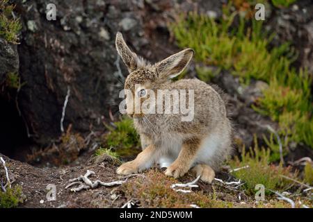 Mountain Hare (Lepus timidus) Jungfräuliches braunes Sommerkleid, Cairngorms Mountains, Cairngorm National Park, Schottland, Juli 2016 Stockfoto