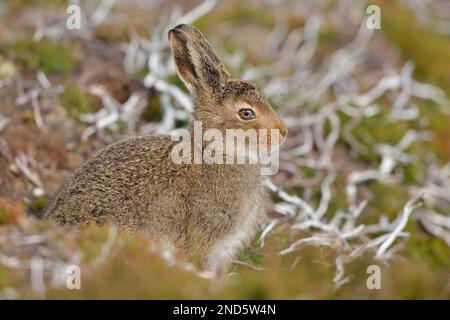 Mountain Hare (Lepus timidus) juvenile in braunem Sommermantel, Cairngorms Mountains, Cairngorm National Park, Schottland, Juli 2017 Stockfoto