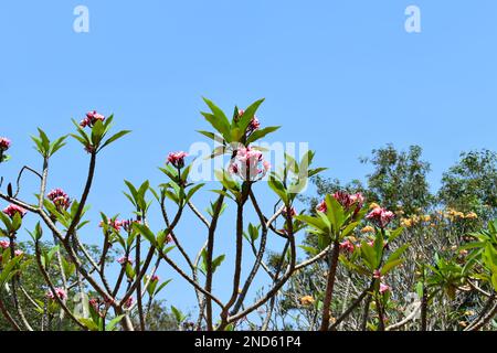 Plumeria rubra ist eine Laubpflanzenart der Gattung Plumeria Stockfoto
