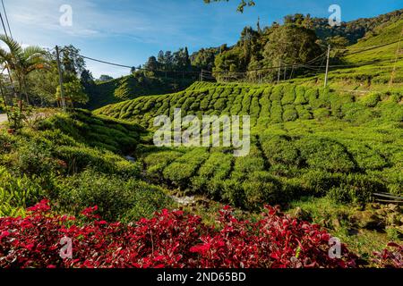 Genießen Sie einen atemberaubenden Blick auf die Teefelder der malaysischen Cameron Highlands. Mit seinen unglaublichen Teeblättern und der bemerkenswerten Landschaft hat diese Gegend Hunderte Stockfoto