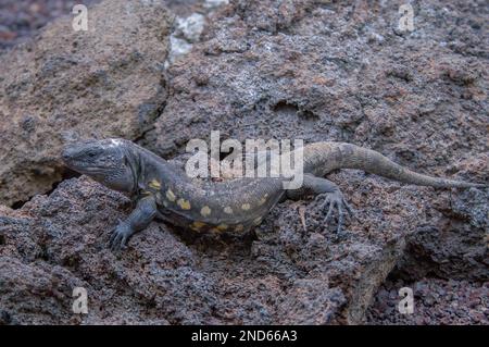 Gallotia simonyi, El Hierro Giant Lizard, Lagarto Gigante de El Hierro, Hierro-Rieseneidechse Stockfoto