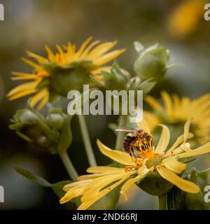 Bienen bestäuben auf einer gelben mexikanischen Sonnenblume in einem Landhausgarten in Nord-Michigan Stockfoto