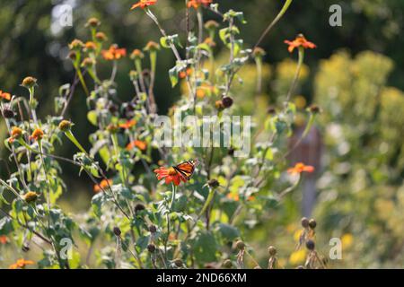 Monarch in einem Hüttengarten im Norden Michigans mit mexikanischen Sonnenblumen im Sommersonnenlicht Stockfoto
