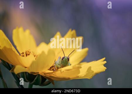 Ein süßer kleiner Grashüpfer, der sich in den Blüten einer gelben Blume in einem Sommergarten im Norden Michigans versteckt Stockfoto