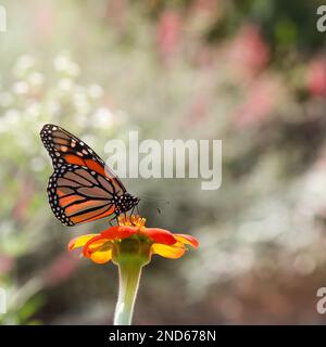 Monarch-Schmetterling auf einer mexikanischen Sonnenblume in der Sonne Stockfoto