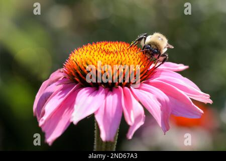 Biene auf einem violetten Nadelkegel in einem Sommergarten in Nord-Michigan Stockfoto