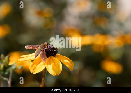 Biene auf gelber Blume in der Sonne in einem Landhausgarten in Nord-Michigan Stockfoto