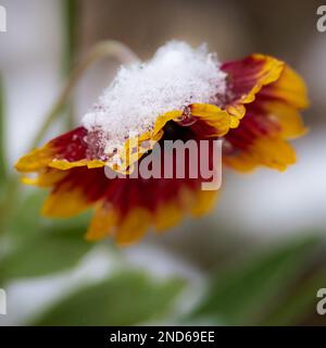 Im Winter in einem Garten im Norden Michigans verschneite indische Decke Stockfoto