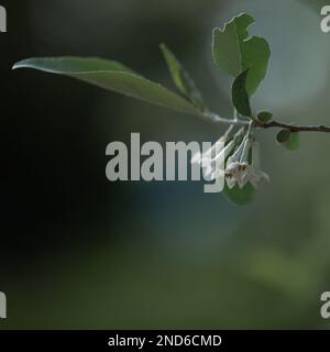 Im Schatten eines Gartens in Nord-Michigan wuchsen die großen Märchen Stockfoto