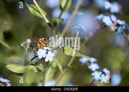 Nahaufnahme einer Biene auf "Forget-Me-nots" in Oregon im Mai Stockfoto