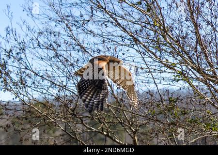 Ein Rotschwanzfalke, der an einem sonnigen Herbsttag durch einen Wald fliegt Stockfoto