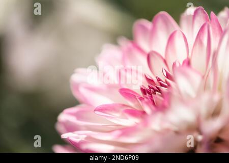 Nahaufnahme einer rosa-weißen Dahlia im Spätsommer im Norden Michigans Stockfoto