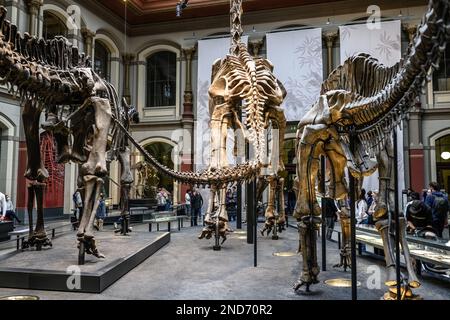 Berliner Haupthalle des Naturmuseums mit Skeletten der Dinosaurier Stockfoto