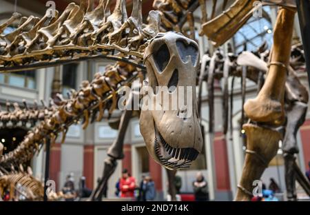 Ausstellung über prähistorische Knochen an Dinosauriern. Stockfoto