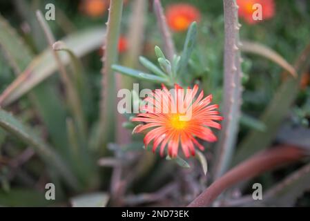 Naht der Orangenblüte der roten Eispflanze, Coppery vygie oder Malephora crocea Stockfoto