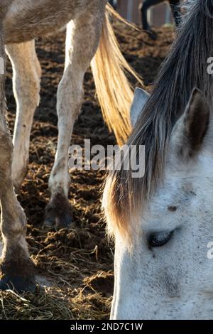 Stimmungsvolles Foto mit Nahaufnahme des Kopfes eines grauen Pferdes und Sonnenlicht, das den Rücken eines anderen Pferdes beleuchtet. Pferde essen Heu in einer Koppel. Stockfoto