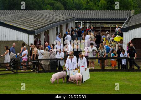 Stammesschweine (Sauen, Schweine) und Bauern (weiße Mäntel, Stöcke und Bretter) in der Arena - geschäftige Great Yorkshire Show 2022, Harrogate, England, Großbritannien. Stockfoto