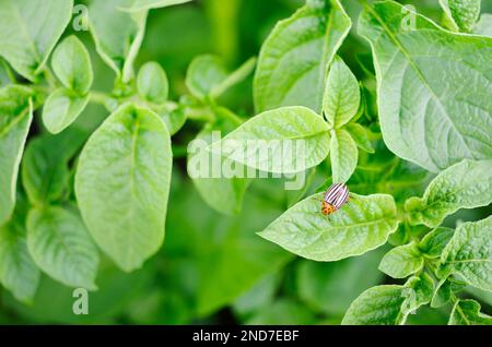 Colorado-Käfer. Junger Colorado-Käfer auf Kartoffelblatt. Stockfoto