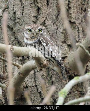Little Owl (Athene Noctua) hoch oben in einem Baum. Stockfoto