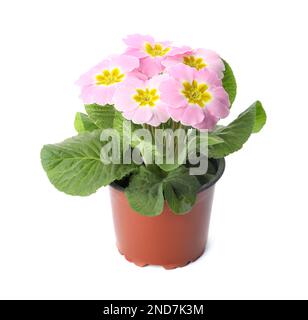 Wunderschöne primelpflanze (Primrose) mit rosa Blumen isoliert auf Weiß. Frühlingsblüte Stockfoto