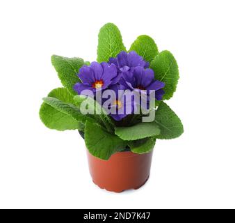 Wunderschöne primelpflanze (Primrose) mit lila Blüten isoliert auf Weiß. Frühlingsblüte Stockfoto