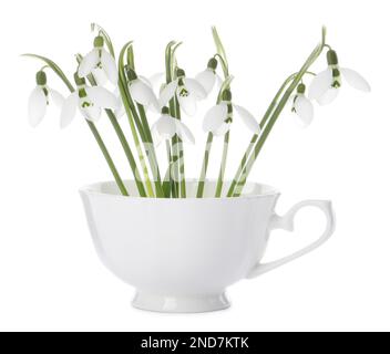 Wunderschöne Schneetropfen im Becher, isoliert auf Weiß. Frühlingsblumen Stockfoto