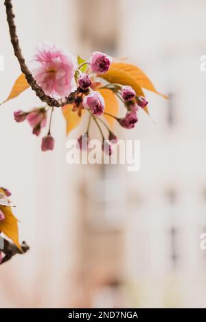 Kirschblüte im Frühling, geringe Schärfentiefe beachten Stockfoto