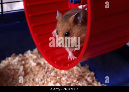 Süßer flauschiger Hamster, der in einem drehenden Rad läuft Stockfoto
