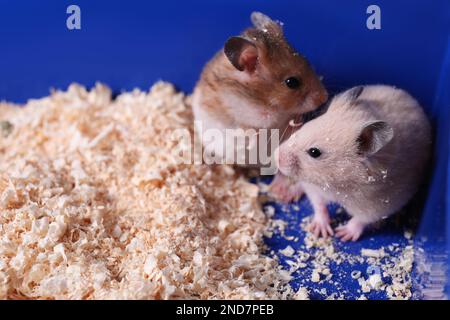 Süße, flauschige Hamster im Käfig. Platz für Text Stockfoto