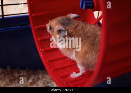 Süßer flauschiger Hamster, der in einem drehenden Rad läuft Stockfoto