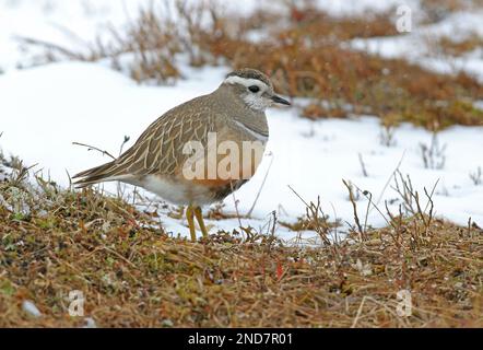 Dotterel (Charadrius morinellus), ausgewachsener Mann auf verschneitem Zuchtmoor Hardanger Vidda, Norwegen Juni Stockfoto