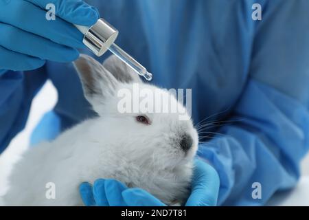 Wissenschaftler mit Kaninchen und Kosmetikprodukten im Chemielabor, Nahaufnahme. Tierversuche Stockfoto