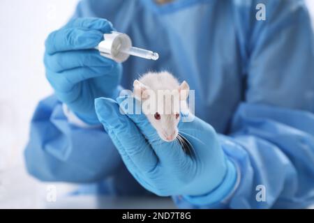 Wissenschaftler mit Ratte und Kosmetikprodukt im Chemielabor, Nahaufnahme. Tierversuche Stockfoto