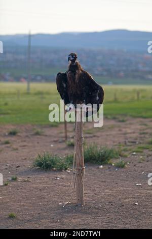 Der Aegypius monachus ist ein großer Raptorial-Vogel, der über weite Teile Eurasiens verbreitet wird. Es ist auch als Schwarzgeier bekannt Stockfoto