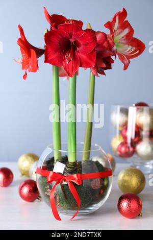 Wunderschöne rote Amaryllis-Blumen und weihnachtliche Dekoration auf weißem Tisch Stockfoto