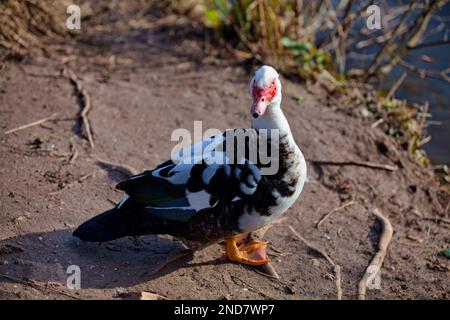 Nahaufnahme einer einheimischen Moschusente (Cairina moschata domestica), die in freier Wildbahn freigesetzt wurde. Stockfoto