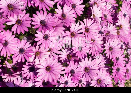 Schöner Hintergrund mit süßen Gänseblümchen in lila Farbe Stockfoto