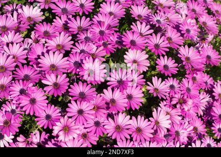 Schöner Hintergrund mit süßen Gänseblümchen in lila Farbe Stockfoto