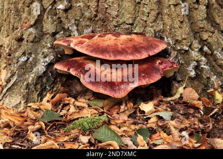 Nahaufnahme eines Beefsteak-Pilzes (Fistulina hepatica), der auf einem Baumstamm im Wald wächst. Stockfoto