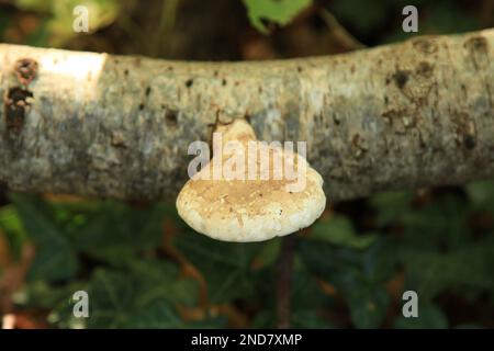 Fomitopsis betulina, allgemein bekannt als Birkenpolypore, Birkenklammer oder Rasierklinge, ist ein gebräuchlicher Bracketpilz und wächst, wie der Name schon sagt Stockfoto